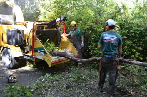 tree services Day Valley